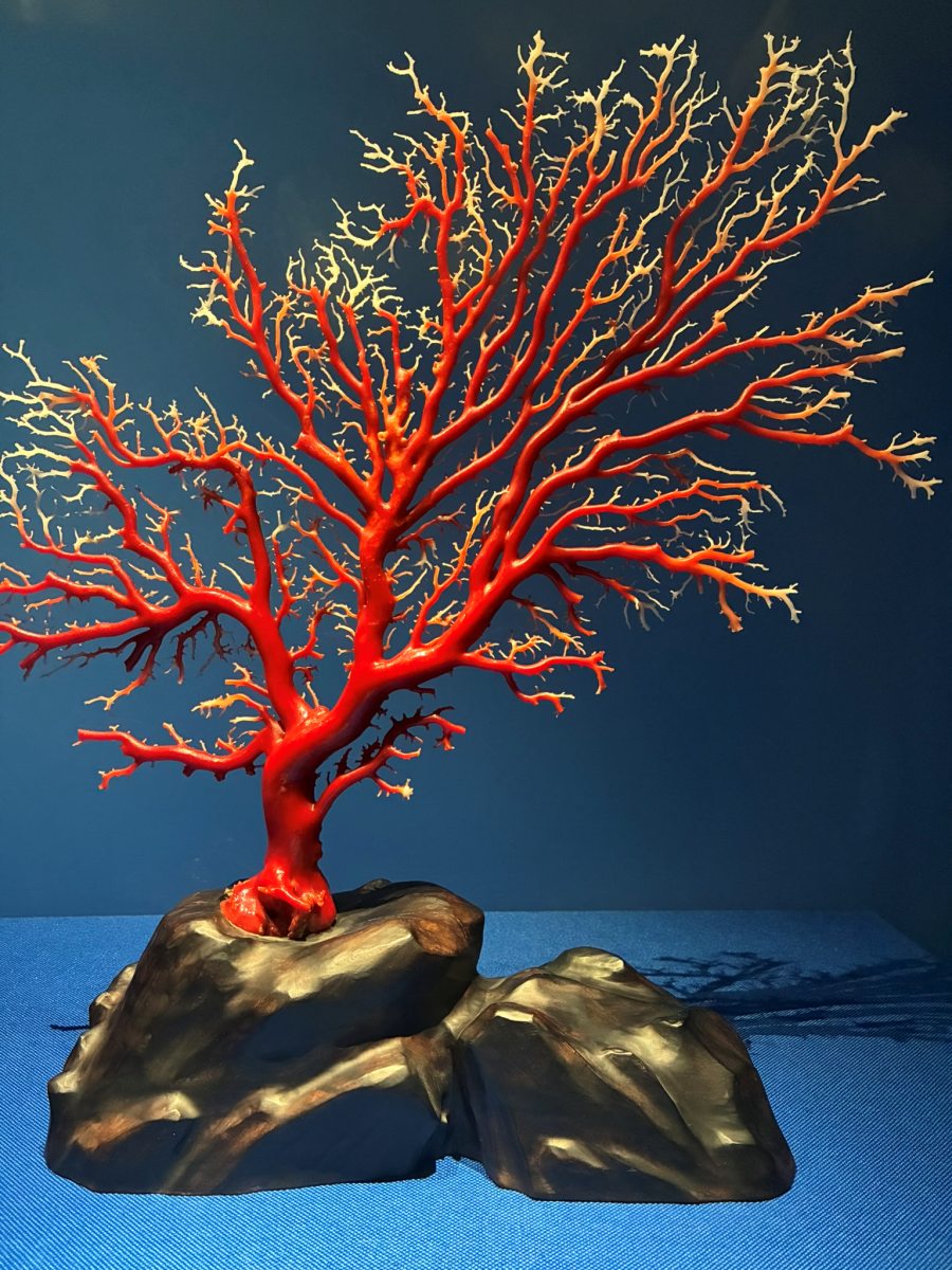 寶石珊瑚：歷史文物與生物保育