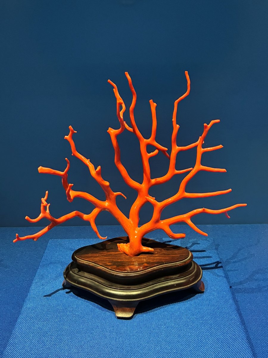 寶石珊瑚：歷史文物與生物保育