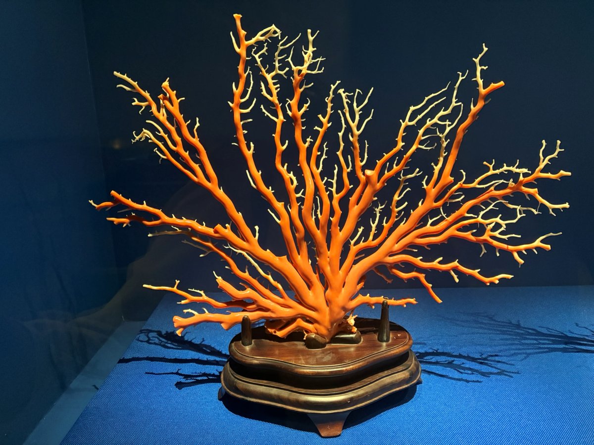 寶石珊瑚：歷史文物與生物保育