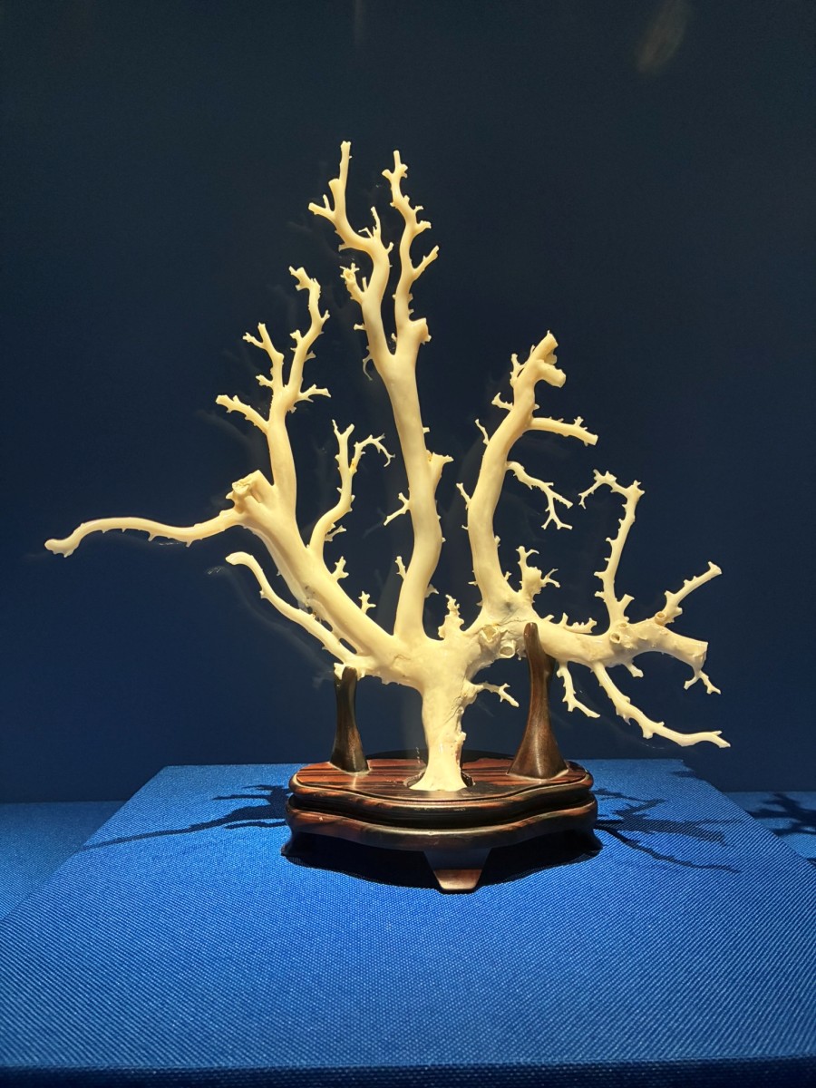 寶石珊瑚：歷史文物與生物保育